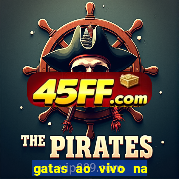 gatas ao vivo na web cam